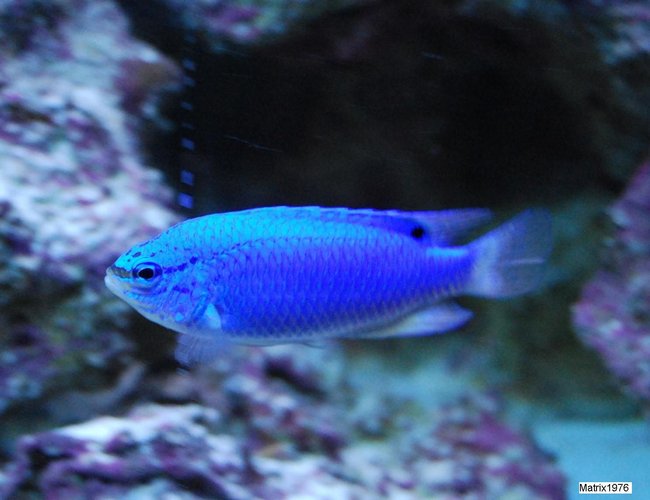 saltwater fish - chrysiptera cyanea - blue damselfish stocking in 280 gallons tank - Blue Devil Damsel saltwater fish - chrysiptera cyanea - blue damselfish stocking in 280 gallons tank - Blue Devil Damsel