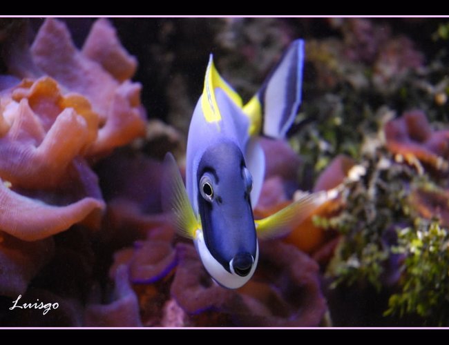 saltwater fish - acanthurus leucosternon - powder blue tang stocking in 125 gallons tank - Powder Blue Tang in my 125 reef saltwater fish - acanthurus leucosternon - powder blue tang stocking in 125 gallons tank - Powder Blue Tang in my 125 reef