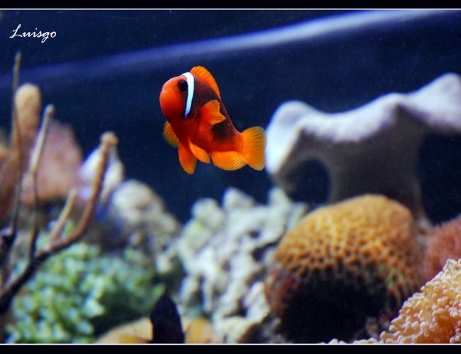 saltwater fish - amphiprion frenatus - tomato clownfish stocking in 125 gallons tank - Tomato Clown in my 125 gallons reef saltwater fish - amphiprion frenatus - tomato clownfish stocking in 125 gallons tank - Tomato Clown in my 125 gallons reef