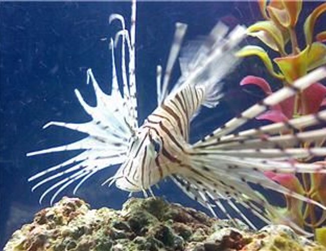 saltwater fish - pterois russelli - russell's lionfish stocking in 45 gallons tank - Lionfish saltwater fish - pterois russelli - russell's lionfish stocking in 45 gallons tank - Lionfish