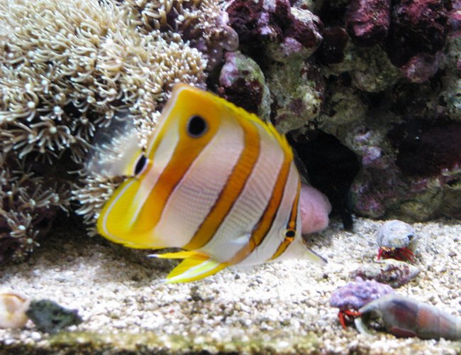 saltwater fish - chelmon rostratus - copperband butterflyfish stocking in 75 gallons tank - Copperband butterfly saltwater fish - chelmon rostratus - copperband butterflyfish stocking in 75 gallons tank - Copperband butterfly