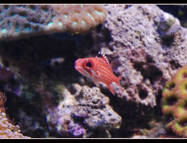 saltwater fish - sargocentron xantherythrum - squirrelfish, striped stocking in 125 gallons tank - Skirrelfish big eye saltwater fish - sargocentron xantherythrum - squirrelfish, striped stocking in 125 gallons tank - Skirrelfish big eye