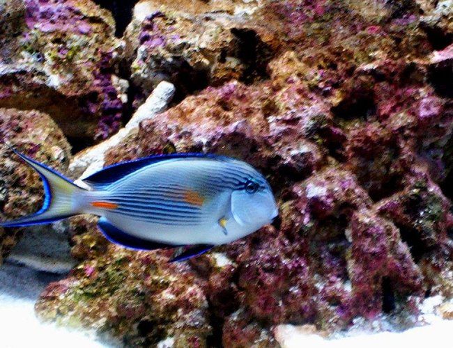 saltwater fish - acanthurus sohal - sohal tang stocking in 55 gallons tank - my sohal tang saltwater fish - acanthurus sohal - sohal tang stocking in 55 gallons tank - my sohal tang