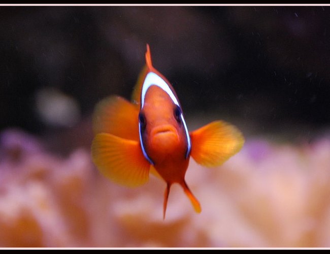 saltwater fish - amphiprion frenatus - tomato clownfish stocking in 125 gallons tank - Tomato Clown saltwater fish - amphiprion frenatus - tomato clownfish stocking in 125 gallons tank - Tomato Clown