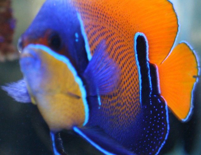 saltwater fish - euxiphipops navarchus - blue girdled angelfish stocking in 65 gallons tank - Majestic saltwater fish - euxiphipops navarchus - blue girdled angelfish stocking in 65 gallons tank - Majestic