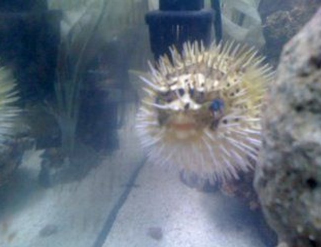 saltwater fish - diodon holocanthus - porcupine puffer stocking in 60 gallons tank - my puffer fish all puffed up! saltwater fish - diodon holocanthus - porcupine puffer stocking in 60 gallons tank - my puffer fish all puffed up!
