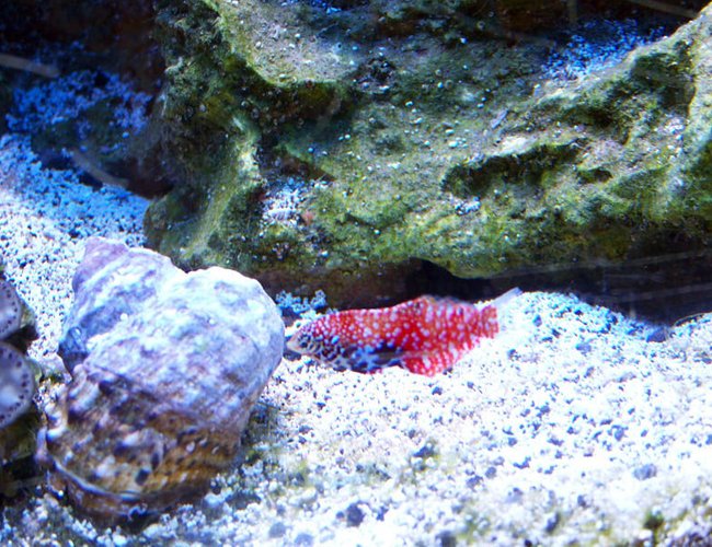 saltwater fish - macropharyngodon bipartitus - blue star leopard wrasse stocking in 75 gallons tank - Juvenile Bipartitus Leopard Wrasse saltwater fish - macropharyngodon bipartitus - blue star leopard wrasse stocking in 75 gallons tank - Juvenile Bipartitus Leopard Wrasse