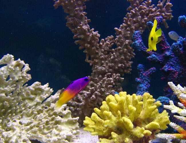 saltwater fish - gramma loreto - royal gramma basslet stocking in 105 gallons tank - Gramma Loretto with a friend saltwater fish - gramma loreto - royal gramma basslet stocking in 105 gallons tank - Gramma Loretto with a friend