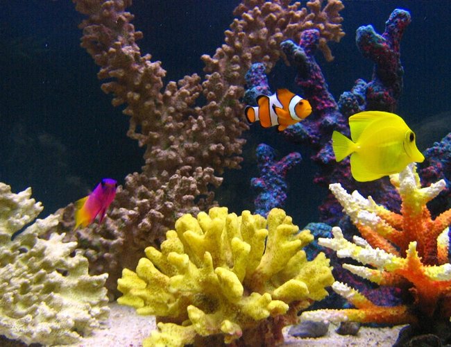 saltwater fish - zebrasoma flavescens - yellow tang - hawaii stocking in 105 gallons tank - Nemo with his friends. But where is Dory ? saltwater fish - zebrasoma flavescens - yellow tang - hawaii stocking in 105 gallons tank - Nemo with his friends. But where is Dory ?