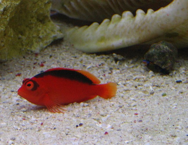 saltwater fish - neocirrhitus armatus - flame hawkfish stocking in 105 gallons tank - Armatus saltwater fish - neocirrhitus armatus - flame hawkfish stocking in 105 gallons tank - Armatus