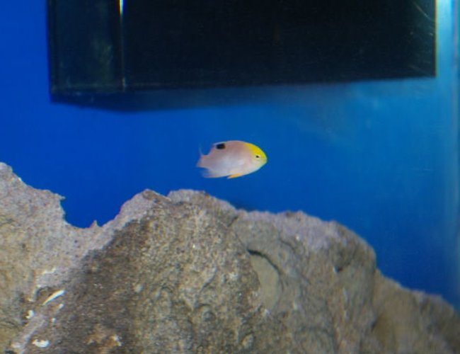 saltwater fish - chrysiptera talboti - talbot's damselfish stocking in 40 gallons tank - unknown damsel saltwater fish - chrysiptera talboti - talbot's damselfish stocking in 40 gallons tank - unknown damsel