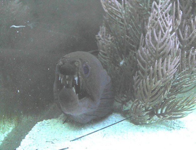 saltwater fish - enchelynassa canina - viper moray eel stocking in 110 gallons tank - viper eel saltwater fish - enchelynassa canina - viper moray eel stocking in 110 gallons tank - viper eel
