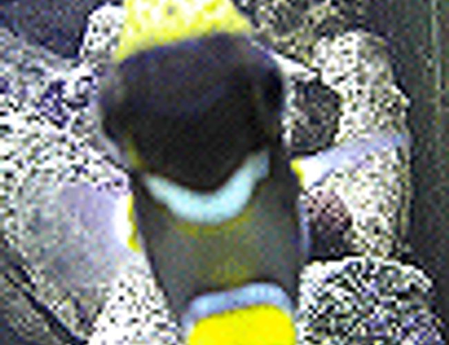 saltwater fish - balistoides conspicillum - clown triggerfish stocking in 110 gallons tank - clown trigger saltwater fish - balistoides conspicillum - clown triggerfish stocking in 110 gallons tank - clown trigger
