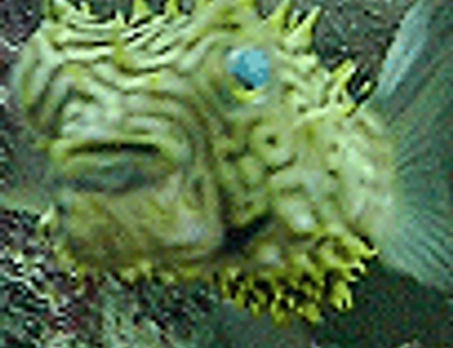 saltwater fish - chilomycterus schoepfi - spiny box puffer stocking in 110 gallons tank - ET Puffer saltwater fish - chilomycterus schoepfi - spiny box puffer stocking in 110 gallons tank - ET Puffer