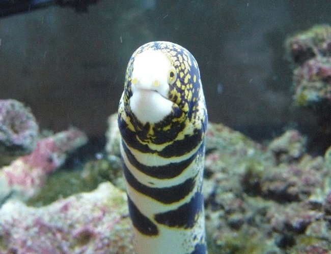 saltwater fish - echidna nebulosa - snowflake eel stocking in 110 gallons tank - Big Al saltwater fish - echidna nebulosa - snowflake eel stocking in 110 gallons tank - Big Al