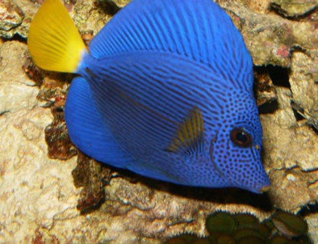 saltwater fish - zebrasoma xanthurum - purple tang stocking in 72 gallons tank - My purple tang swimming about. saltwater fish - zebrasoma xanthurum - purple tang stocking in 72 gallons tank - My purple tang swimming about.