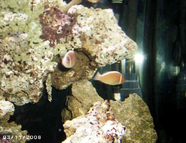 saltwater fish - amphiprion perideraion - pink skunk clownfish stocking in 48 gallons tank - skunks saltwater fish - amphiprion perideraion - pink skunk clownfish stocking in 48 gallons tank - skunks