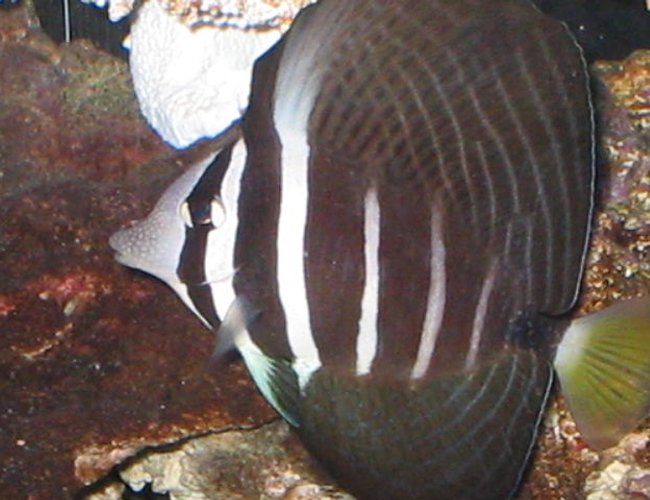 saltwater fish - zebrasoma veliferum - sailfin tang stocking in 55 gallons tank - My Sailfin Tang saltwater fish - zebrasoma veliferum - sailfin tang stocking in 55 gallons tank - My Sailfin Tang