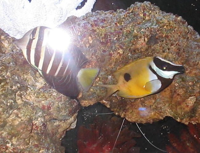 saltwater fish - siganus unimaculatus - one spot foxface stocking in 55 gallons tank - My One Spot Foxface saltwater fish - siganus unimaculatus - one spot foxface stocking in 55 gallons tank - My One Spot Foxface