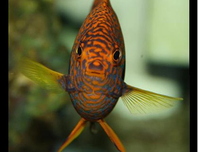 saltwater fish - centropyge potteri - potter's angelfish stocking in 200 gallons tank - Harrison, My Potters Angelfish 3 years old and one of my favourites saltwater fish - centropyge potteri - potter's angelfish stocking in 200 gallons tank - Harrison, My Potters Angelfish 3 years old and one of my favourites
