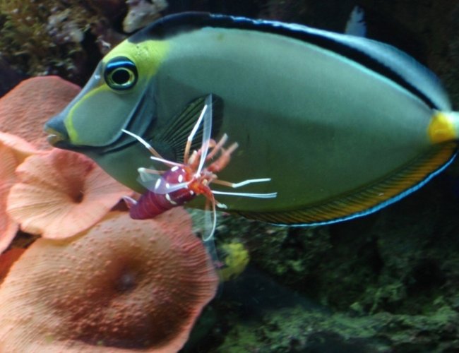 saltwater fish - naso lituratus - naso tang stocking in 200 gallons tank - My naso tang and fire/blood shrimp, the shrimp giving the naso a quick manicure. Unfortunately, both of them are now deceased saltwater fish - naso lituratus - naso tang stocking in 200 gallons tank - My naso tang and fire/blood shrimp, the shrimp giving the naso a quick manicure. Unfortunately, both of them are now deceased