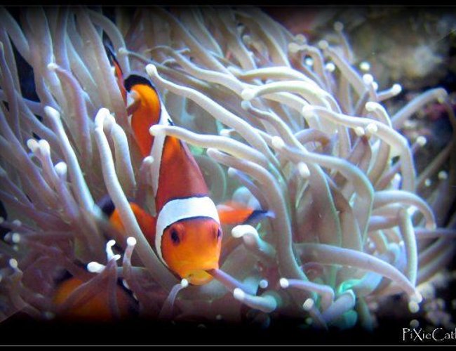 saltwater fish - amphiprion ocellaris - ocellaris clownfish stocking in 125 gallons tank - Ocellaris saltwater fish - amphiprion ocellaris - ocellaris clownfish stocking in 125 gallons tank - Ocellaris