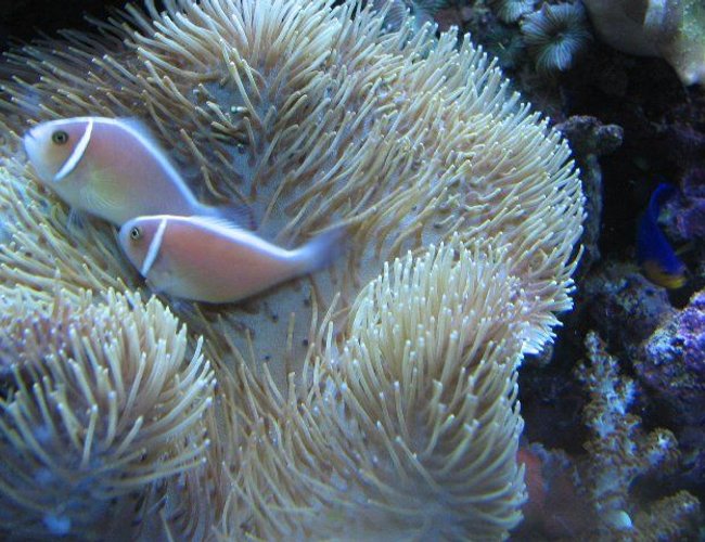 saltwater fish - amphiprion perideraion - pink skunk clownfish stocking in 125 gallons tank - Pink skunk clownfish saltwater fish - amphiprion perideraion - pink skunk clownfish stocking in 125 gallons tank - Pink skunk clownfish
