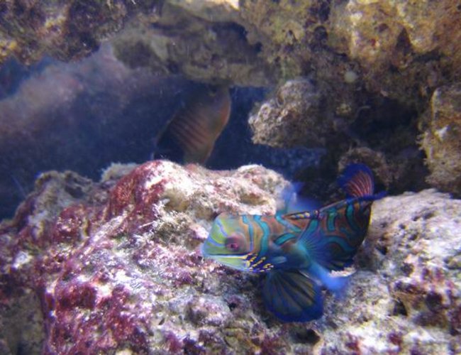 saltwater fish - synchiropus splendidus - green mandarin stocking in 125 gallons tank - manderian saltwater fish - synchiropus splendidus - green mandarin stocking in 125 gallons tank - manderian