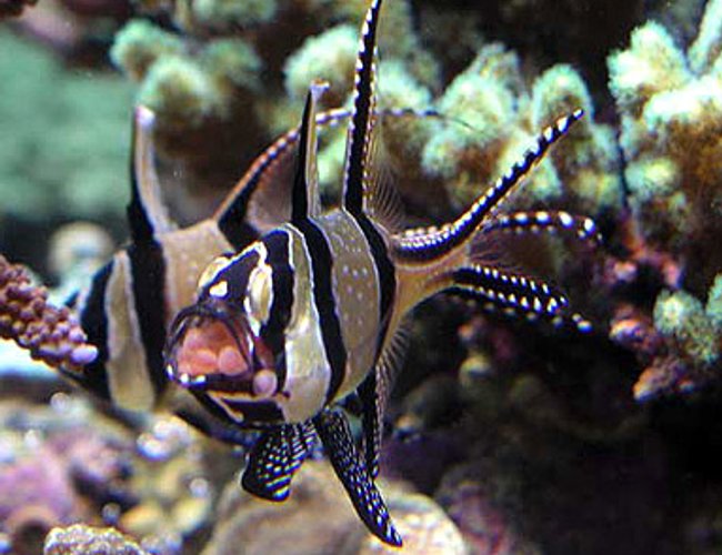 saltwater fish - pterapogon kauderni - kaudern's cardinal stocking in 500 gallons tank - Banggai cardinal male taking eggs from female saltwater fish - pterapogon kauderni - kaudern's cardinal stocking in 500 gallons tank - Banggai cardinal male taking eggs from female