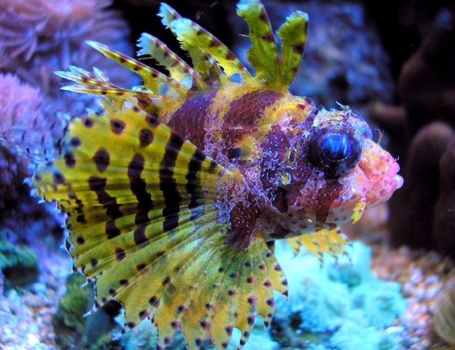 saltwater fish - dendrochirus brachypterus - fuzzy dwarf lionfish stocking in 180 gallons tank - pic of my very colorful fuzzy dwarf lion fish saltwater fish - dendrochirus brachypterus - fuzzy dwarf lionfish stocking in 180 gallons tank - pic of my very colorful fuzzy dwarf lion fish