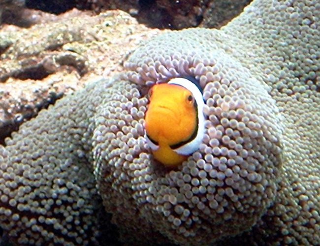 saltwater fish - amphiprion ocellaris - ocellaris clownfish stocking in 110 gallons tank - My clown saltwater fish - amphiprion ocellaris - ocellaris clownfish stocking in 110 gallons tank - My clown