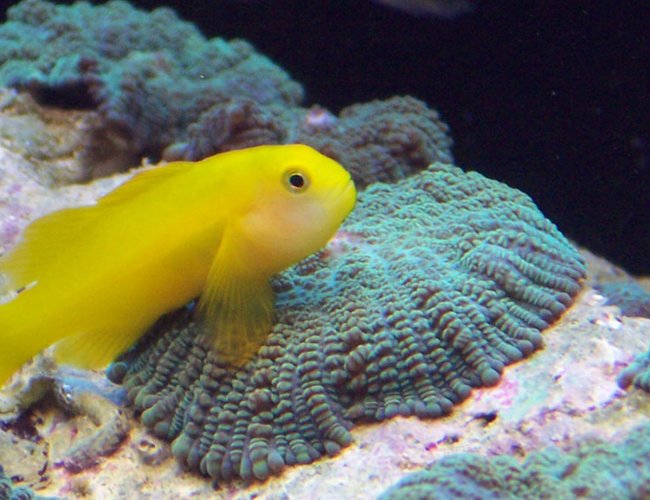 saltwater fish - gobiodon okinawae - clown goby stocking in 120 gallons tank - Krustee the clown gobee on a metllic green mushroom saltwater fish - gobiodon okinawae - clown goby stocking in 120 gallons tank - Krustee the clown gobee on a metllic green mushroom