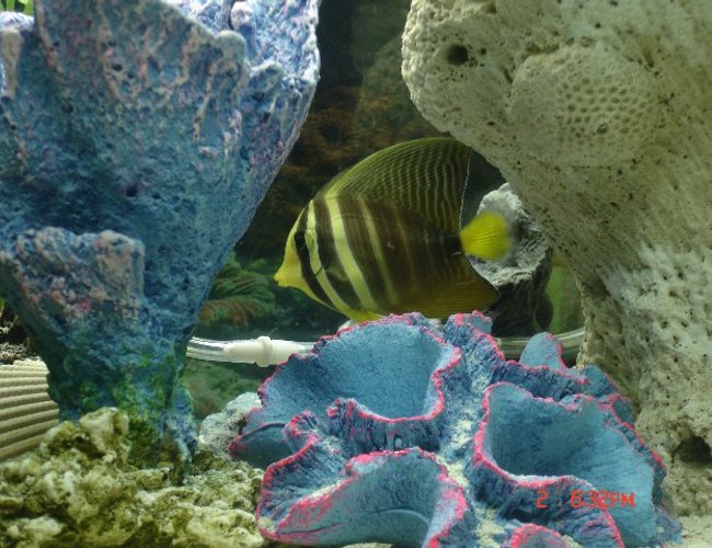 saltwater fish - zebrasoma veliferum - sailfin tang stocking in 29 gallons tank - Sailfin Tang
(Pacific)
(FAVORITE)
I named him Bumble
updating soon saltwater fish - zebrasoma veliferum - sailfin tang stocking in 29 gallons tank - Sailfin Tang
(Pacific)
(FAVORITE)
I named him Bumble
updating soon