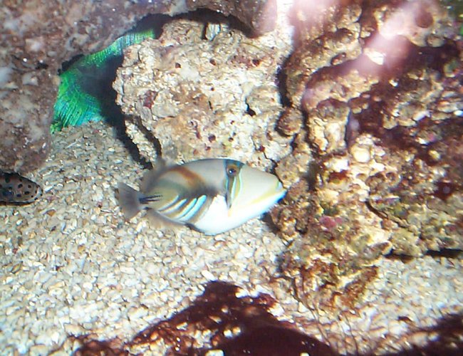 saltwater fish - rhinecanthus aculeatus - humu picasso triggerfish stocking in 90 gallons tank - triggers saltwater fish - rhinecanthus aculeatus - humu picasso triggerfish stocking in 90 gallons tank - triggers