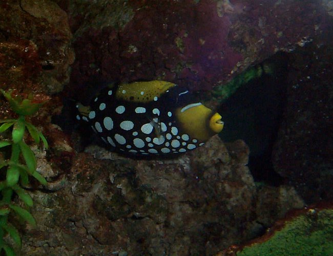 saltwater fish - balistoides conspicillum - clown triggerfish stocking in 90 gallons tank - clown saltwater fish - balistoides conspicillum - clown triggerfish stocking in 90 gallons tank - clown