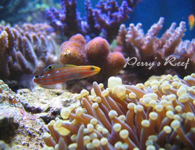 saltwater fish - amblygobius rainfordi - court jester goby stocking in 100 gallons tank - Amblygobius rainfordi saltwater fish - amblygobius rainfordi - court jester goby stocking in 100 gallons tank - Amblygobius rainfordi