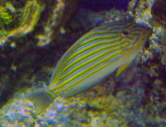 saltwater fish - acanthurus lineatus - clown tang stocking in 55 gallons tank - My little Clown Tang saltwater fish - acanthurus lineatus - clown tang stocking in 55 gallons tank - My little Clown Tang