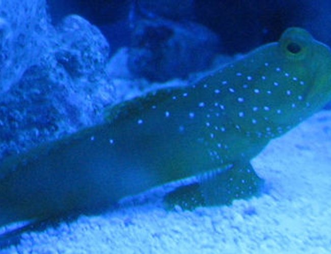 saltwater fish - cryptocentrus cinctus - yellow watchman goby stocking in 55 gallons tank - watchman keeping a lookout saltwater fish - cryptocentrus cinctus - yellow watchman goby stocking in 55 gallons tank - watchman keeping a lookout