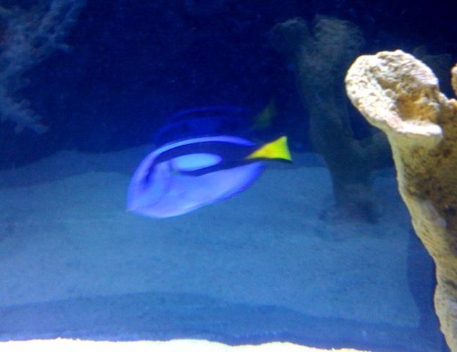 saltwater fish - paracanthurus hepatus - blue tang stocking in 125 gallons tank - Blue Tang saltwater fish - paracanthurus hepatus - blue tang stocking in 125 gallons tank - Blue Tang