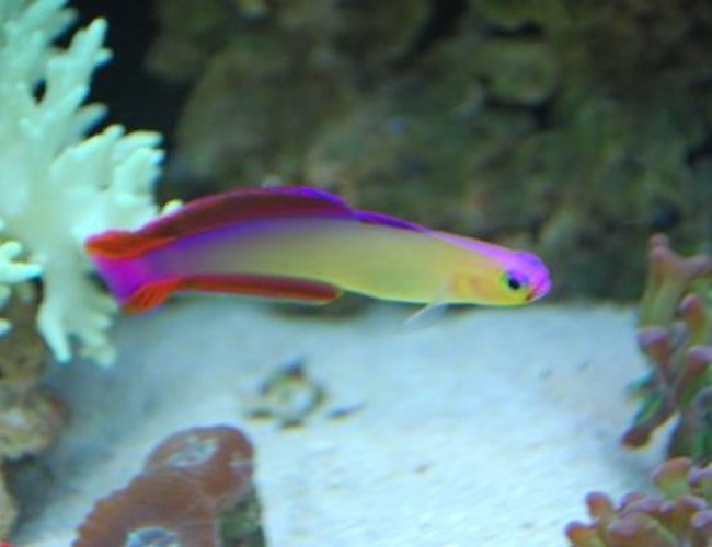 saltwater fish - nemateleotris decora - firefish, purple stocking in 60 gallons tank - Firefish guarding her territory, doing what she does best saltwater fish - nemateleotris decora - firefish, purple stocking in 60 gallons tank - Firefish guarding her territory, doing what she does best
