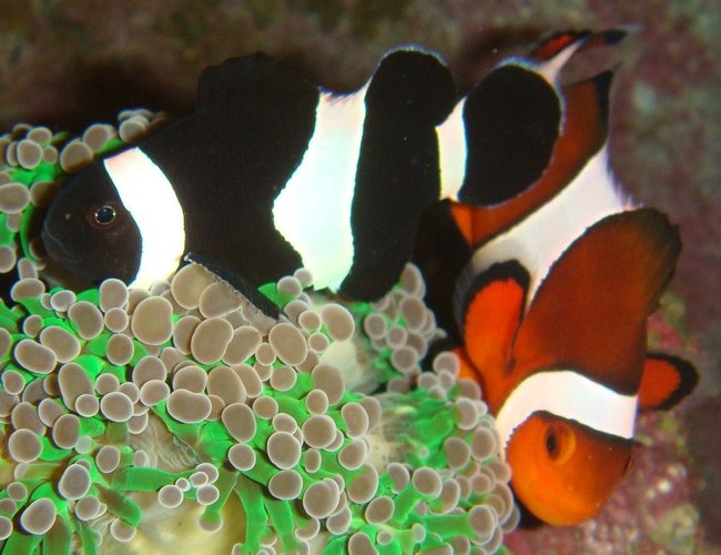 saltwater fish - amphiprion ocellaris var. - black and white ocellaris clownfish stocking in 30 gallons tank - my feesh saltwater fish - amphiprion ocellaris var. - black and white ocellaris clownfish stocking in 30 gallons tank - my feesh