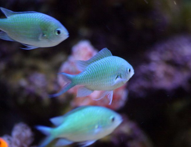 saltwater fish - chromis viridis - blue/green reef chromis stocking in 130 gallons tank - Chromis (10 in total) saltwater fish - chromis viridis - blue/green reef chromis stocking in 130 gallons tank - Chromis (10 in total)