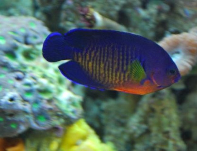 saltwater fish - centropyge bispinosa - coral beauty angelfish stocking in 60 gallons tank - Coral Beauty saltwater fish - centropyge bispinosa - coral beauty angelfish stocking in 60 gallons tank - Coral Beauty