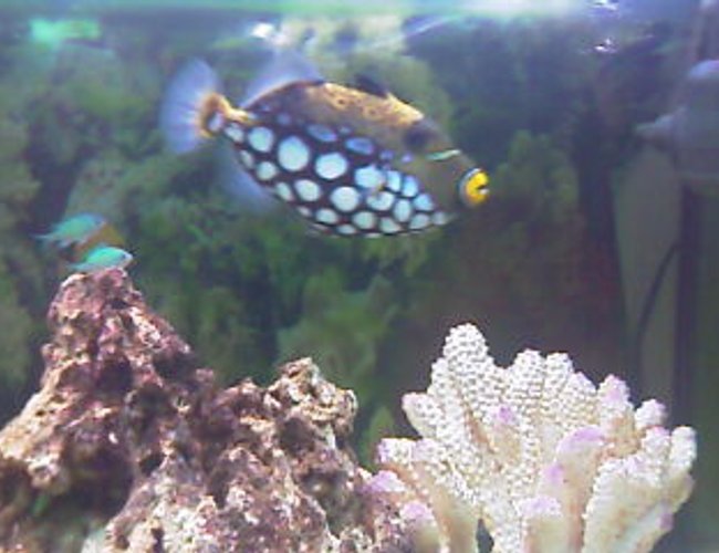 saltwater fish - balistoides conspicillum - clown triggerfish stocking in 75 gallons tank - Buddy,my clowntrigger. saltwater fish - balistoides conspicillum - clown triggerfish stocking in 75 gallons tank - Buddy,my clowntrigger.