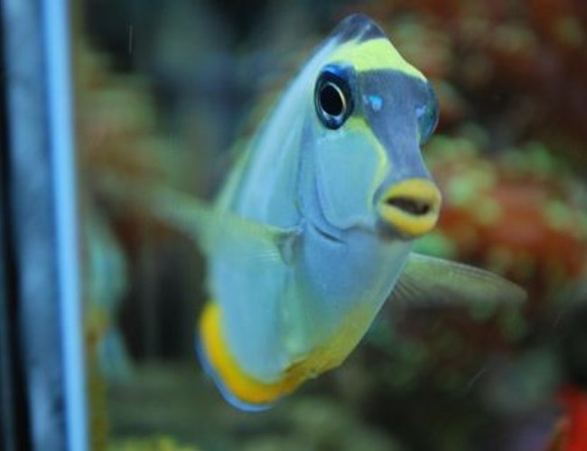 saltwater fish - acanthurus leucosternon - powder blue tang stocking in 60 gallons tank - He has his own little personailty - It's great (IF YOU DO NOT LIKE OUR PICTURES THEN YOU DO NOT HAVE TO LOOK AT THEM, BUT VOTING 0 IS VERY NEGATIVE ON YOUR PART) PLEASE JUST MOVE ON - THANKS!!!! saltwater fish - acanthurus leucosternon - powder blue tang stocking in 60 gallons tank - He has his own little personailty - It's great (IF YOU DO NOT LIKE OUR PICTURES THEN YOU DO NOT HAVE TO LOOK AT THEM, BUT VOTING 0 IS VERY NEGATIVE ON YOUR PART) PLEASE JUST MOVE ON - THANKS!!!!