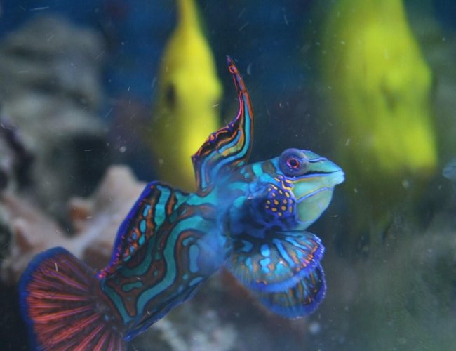 saltwater fish - pterosynchiropus splendidus var. - red mandarin stocking in 140 gallons tank - Closeup of my Mandarin saltwater fish - pterosynchiropus splendidus var. - red mandarin stocking in 140 gallons tank - Closeup of my Mandarin