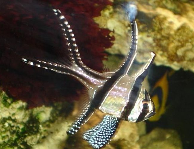 saltwater fish - pterapogon kauderni - kaudern's cardinal - Bangaii female swiming around. saltwater fish - pterapogon kauderni - kaudern's cardinal - Bangaii female swiming around.