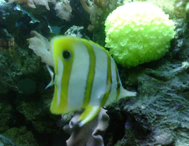 saltwater fish - chelmon rostratus - copperband butterflyfish stocking in 56 gallons tank - Copperband Butterfly saltwater fish - chelmon rostratus - copperband butterflyfish stocking in 56 gallons tank - Copperband Butterfly