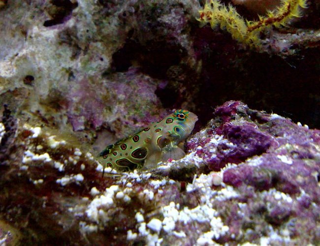 saltwater fish - synchiropus picturatus - spotted mandarin stocking in 55 gallons tank - target goby saltwater fish - synchiropus picturatus - spotted mandarin stocking in 55 gallons tank - target goby