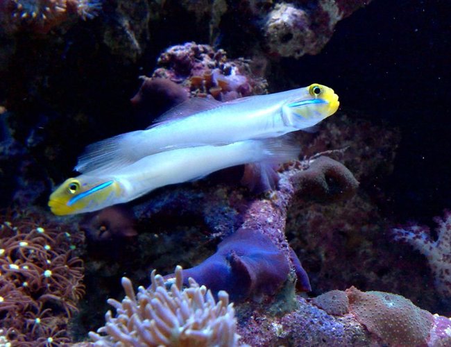 saltwater fish - valenciennea strigata - sleeper gold head goby stocking in 55 gallons tank - sleeper gobies saltwater fish - valenciennea strigata - sleeper gold head goby stocking in 55 gallons tank - sleeper gobies